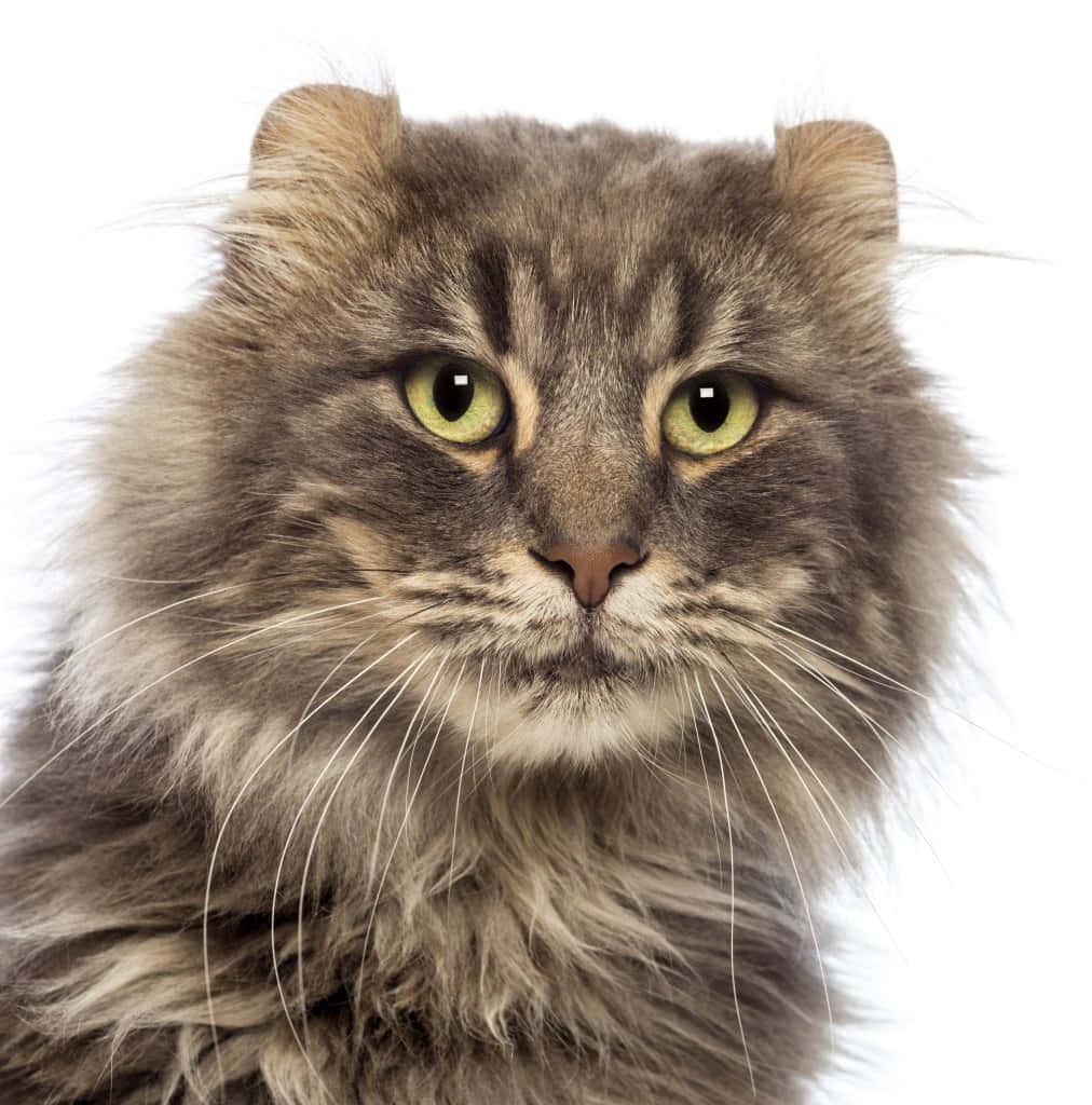 Adorable American Curl Cat Relaxing On Sofa Wallpaper