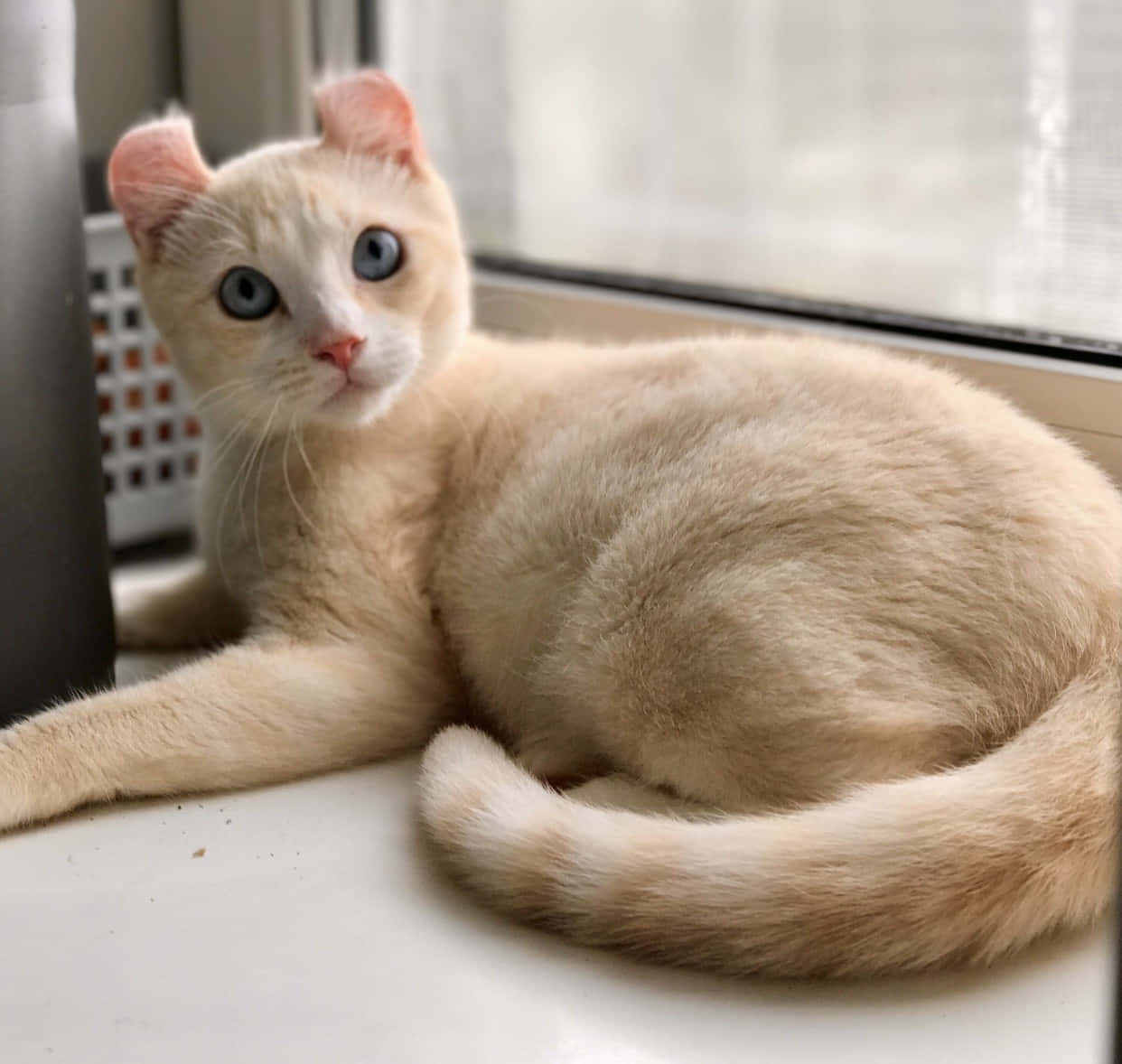 Adorable American Curl Cat Sitting And Posing For The Camera Wallpaper