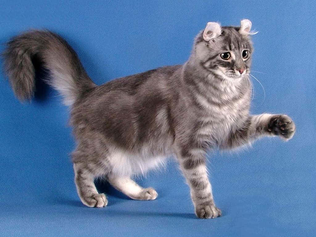 Adorable American Curl Cat With Beautiful Curved Ears Wallpaper