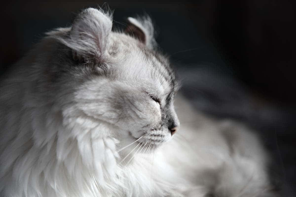 Adorable American Curl Cat With Twisted Ears Wallpaper