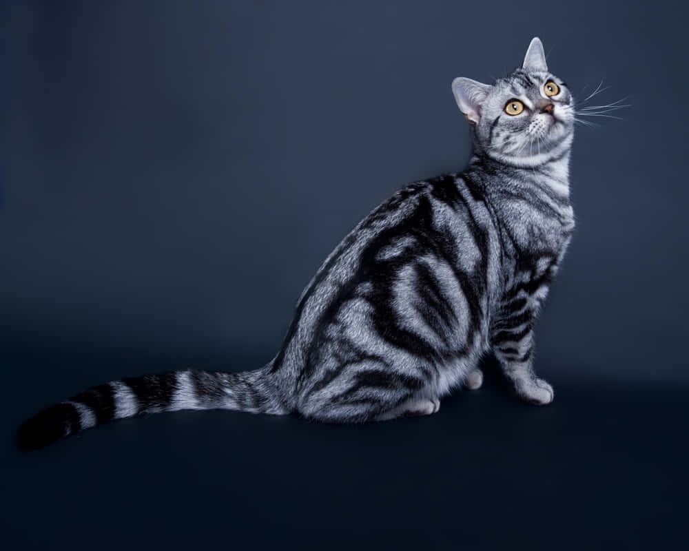 Adorable American Shorthair Cat Lounging On A Sofa Wallpaper