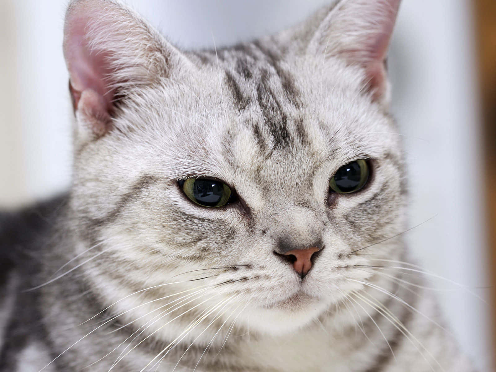 Adorable American Shorthair Cat Lying On The Ground Wallpaper