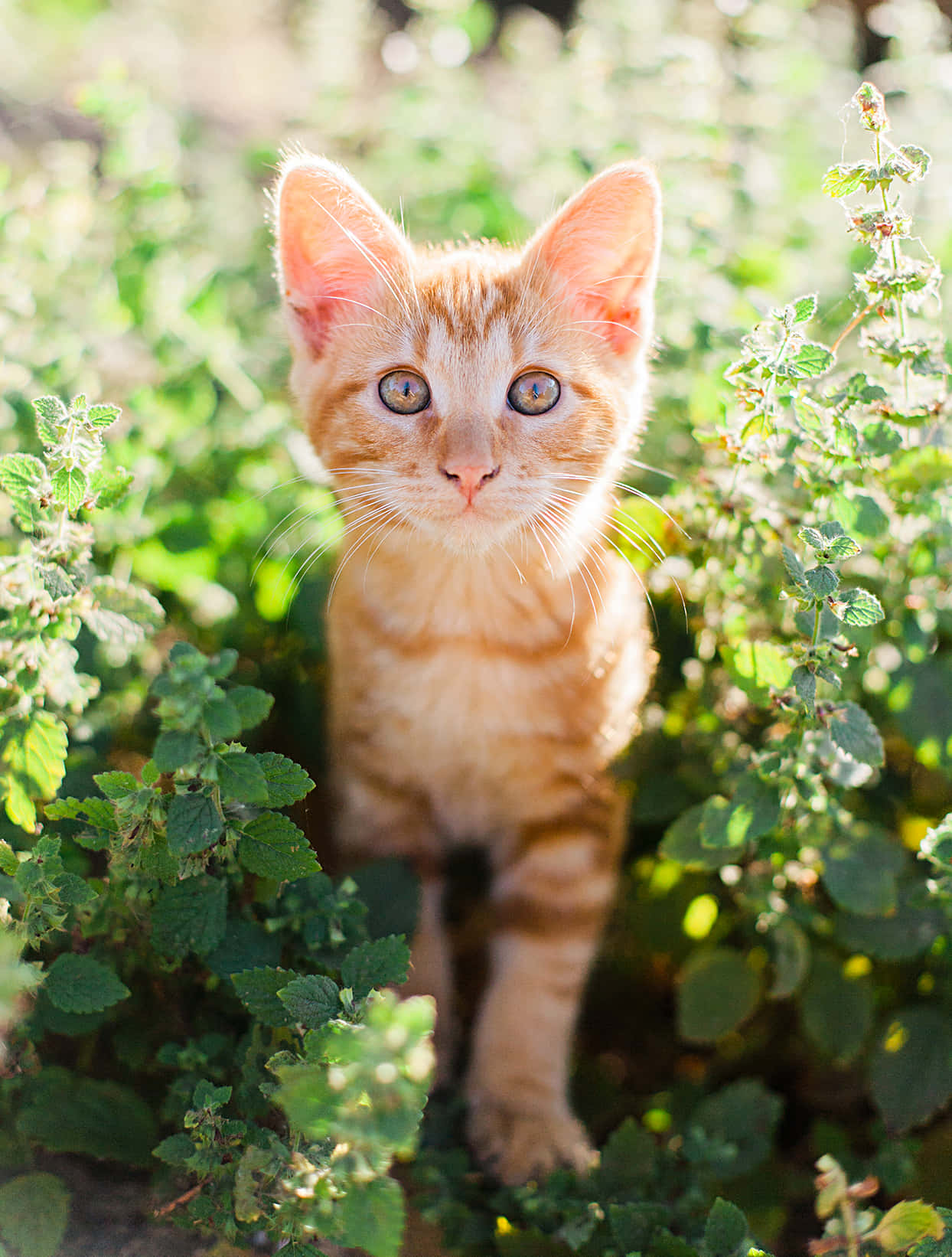 Adorable American Shorthair Cat Relaxing Wallpaper