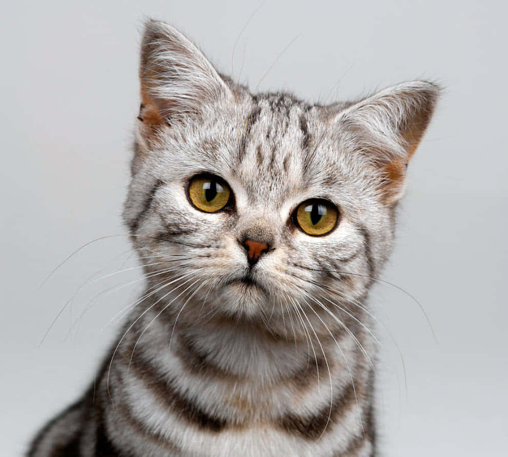 Adorable American Shorthair Resting On A Cozy Couch Wallpaper