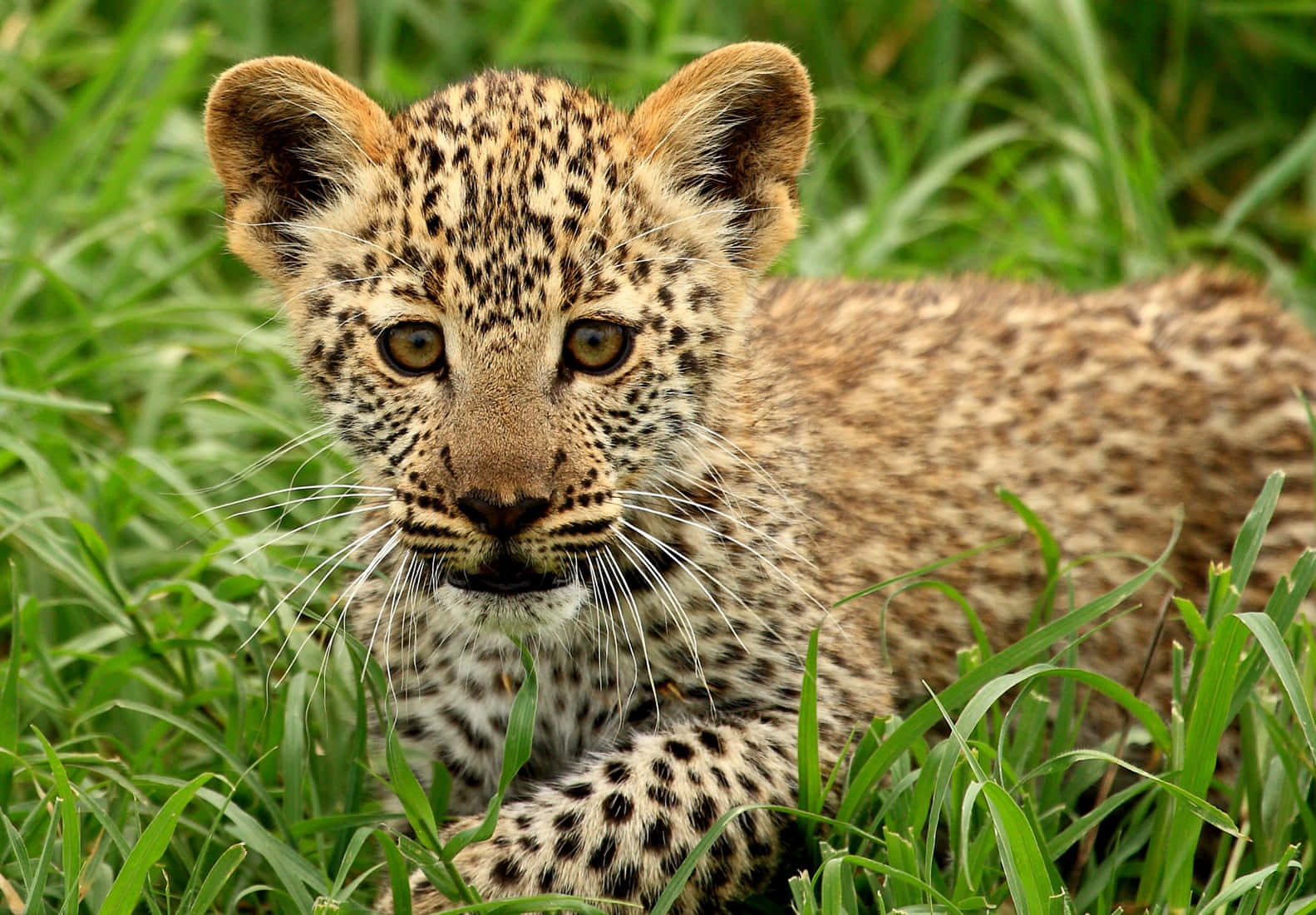 Adorable Baby Cheetah Taking A Nap Wallpaper