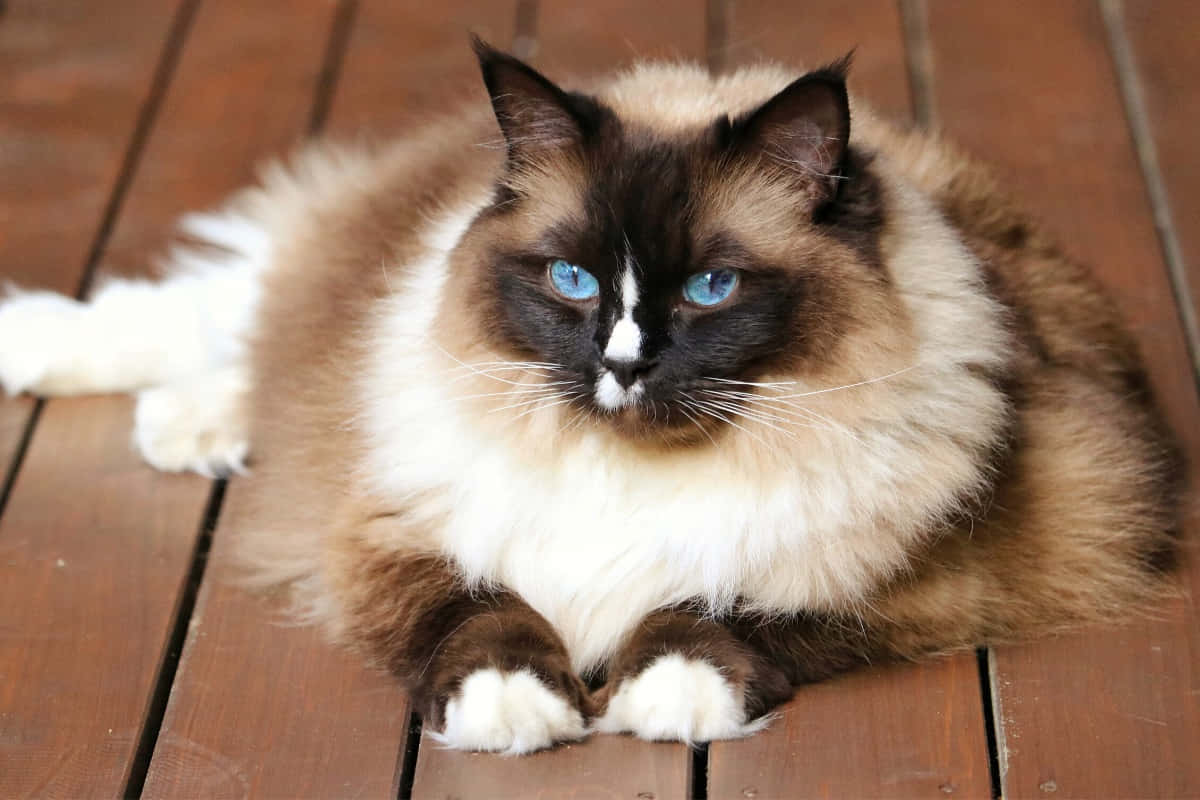 Adorable Birman Cat Lounging On A Blanket Wallpaper