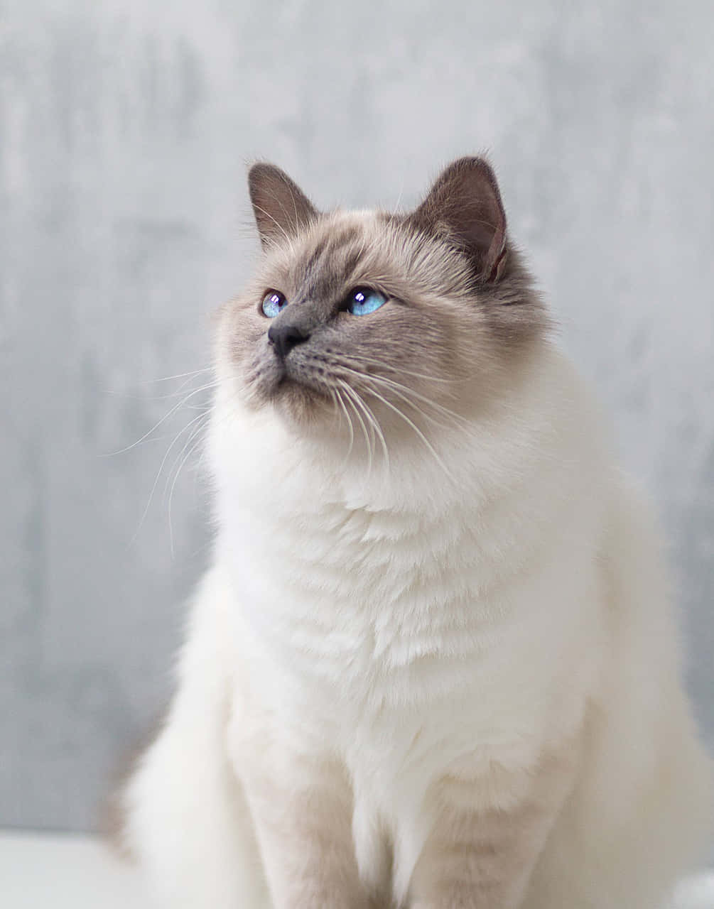 Adorable Birman Cat Posing For A Photo Wallpaper