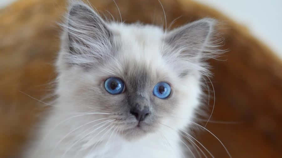 Adorable Birman Cat Relaxing On A Bed Wallpaper