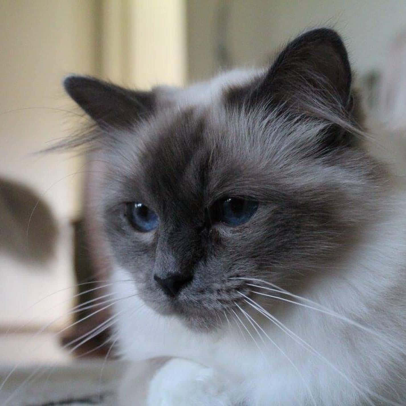 Adorable Birman Cat Resting On A Windowsill Wallpaper