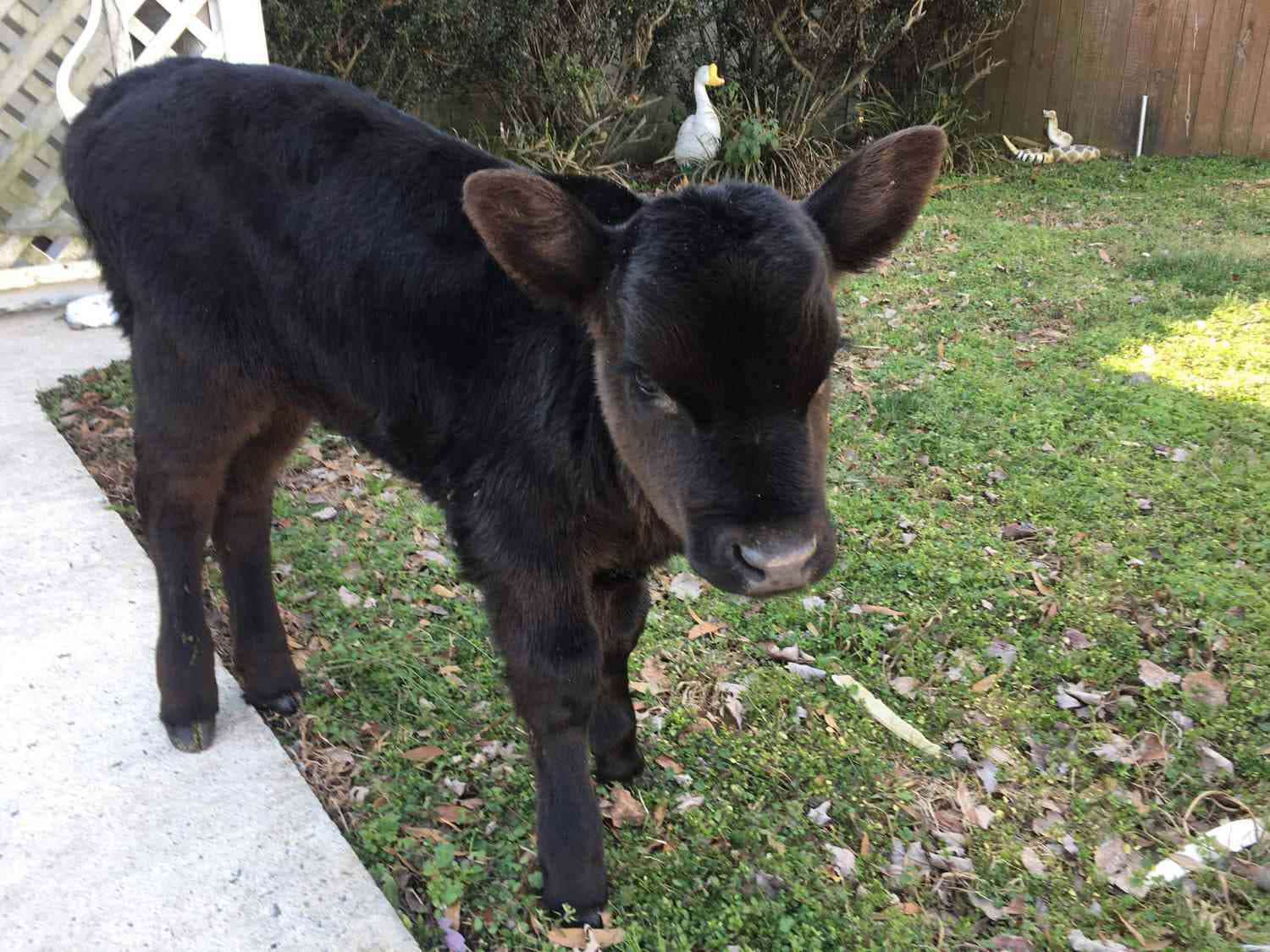 Adorable Black Calf Outdoors.jpg Wallpaper