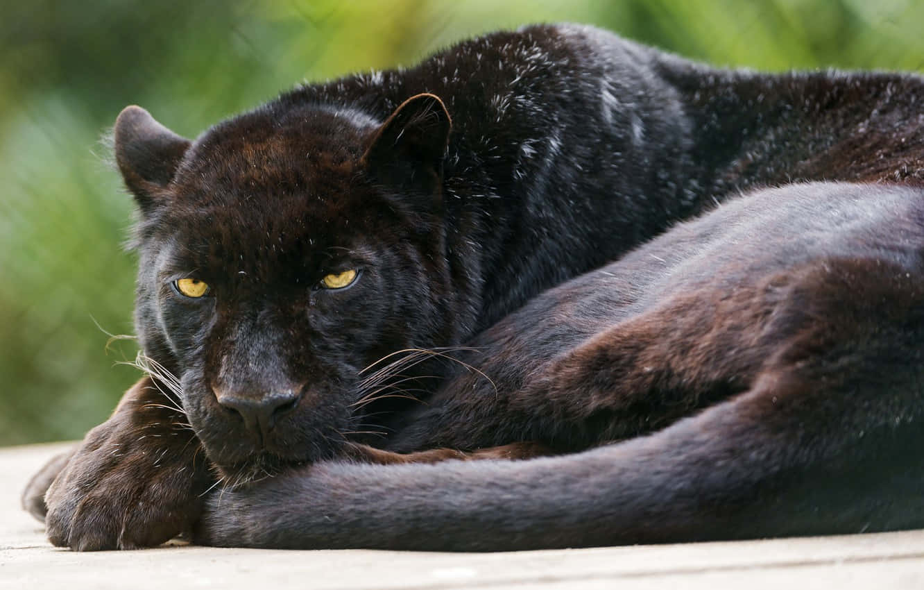 Adorable Black Panther Enjoys The Sun Wallpaper