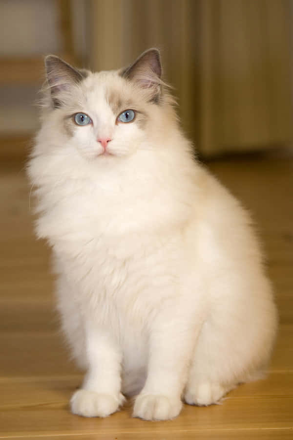 Adorable Blue-eyed Ragdoll Cat Lounging On A Cozy Blanket Wallpaper