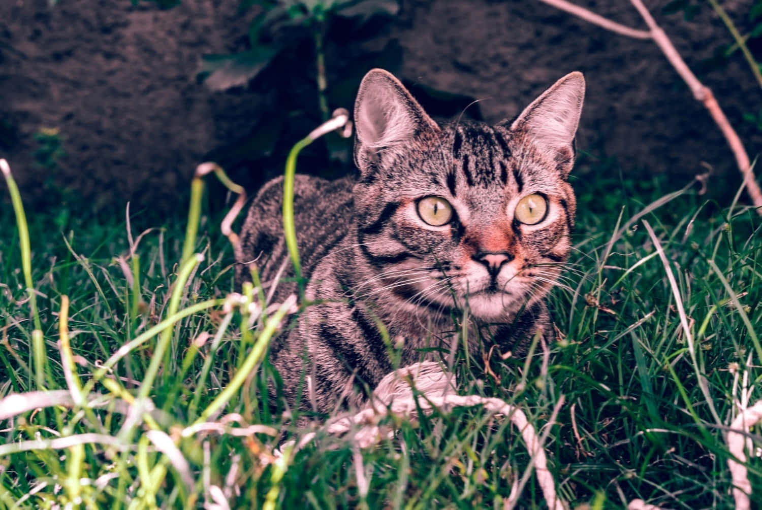 Adorable Brazilian Shorthair Cat Lounging At Home Wallpaper