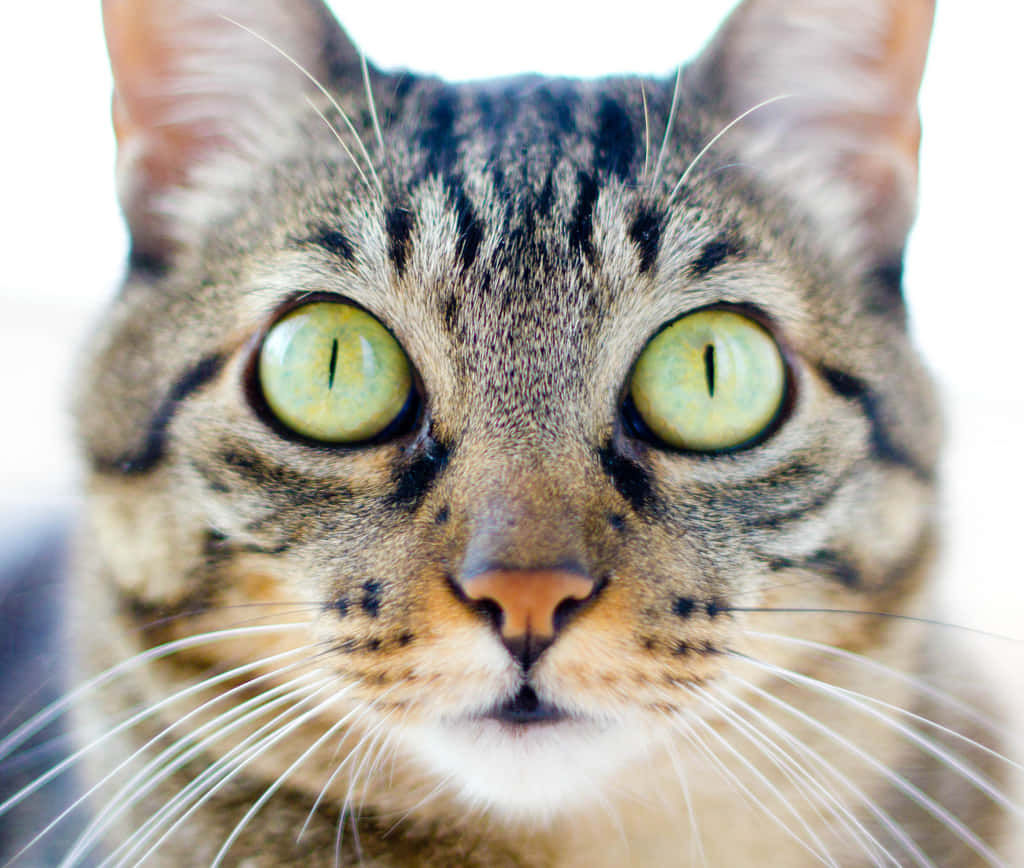 Adorable Brazilian Shorthair Cat Lounging On A Couch Wallpaper