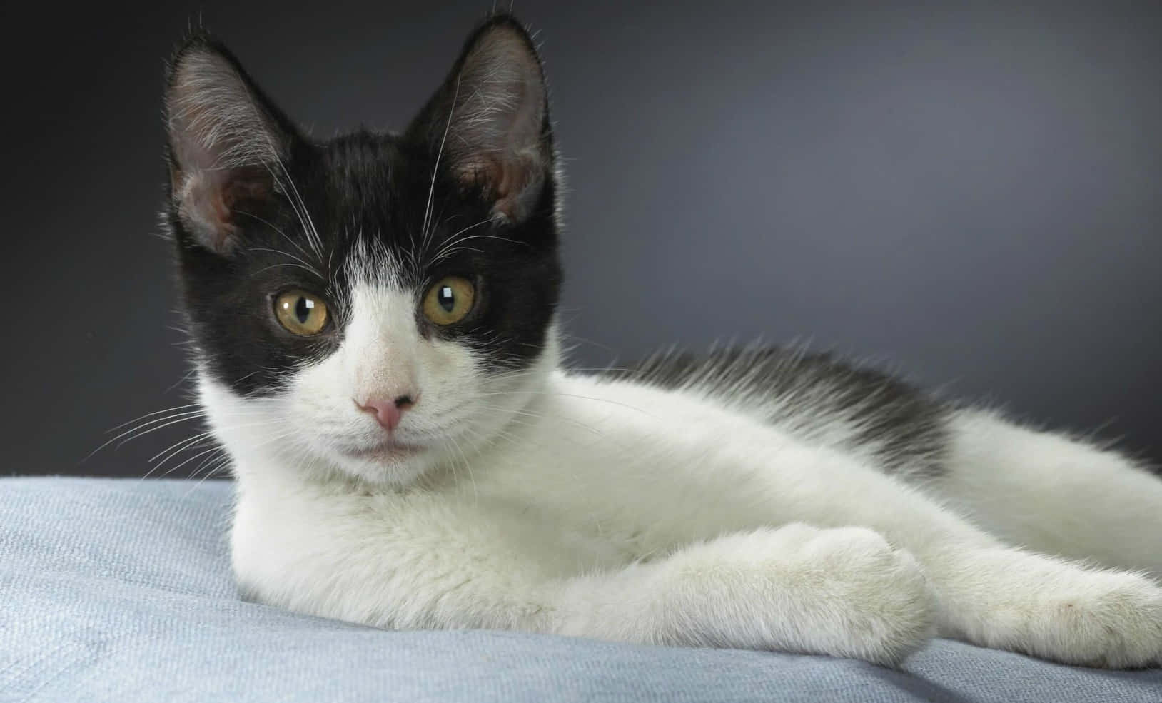 Adorable Brazilian Shorthair Kitten Sitting On A Wooden Floor. Wallpaper