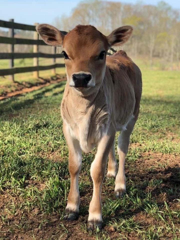 Adorable Brown Baby Cowin Field.jpg Wallpaper