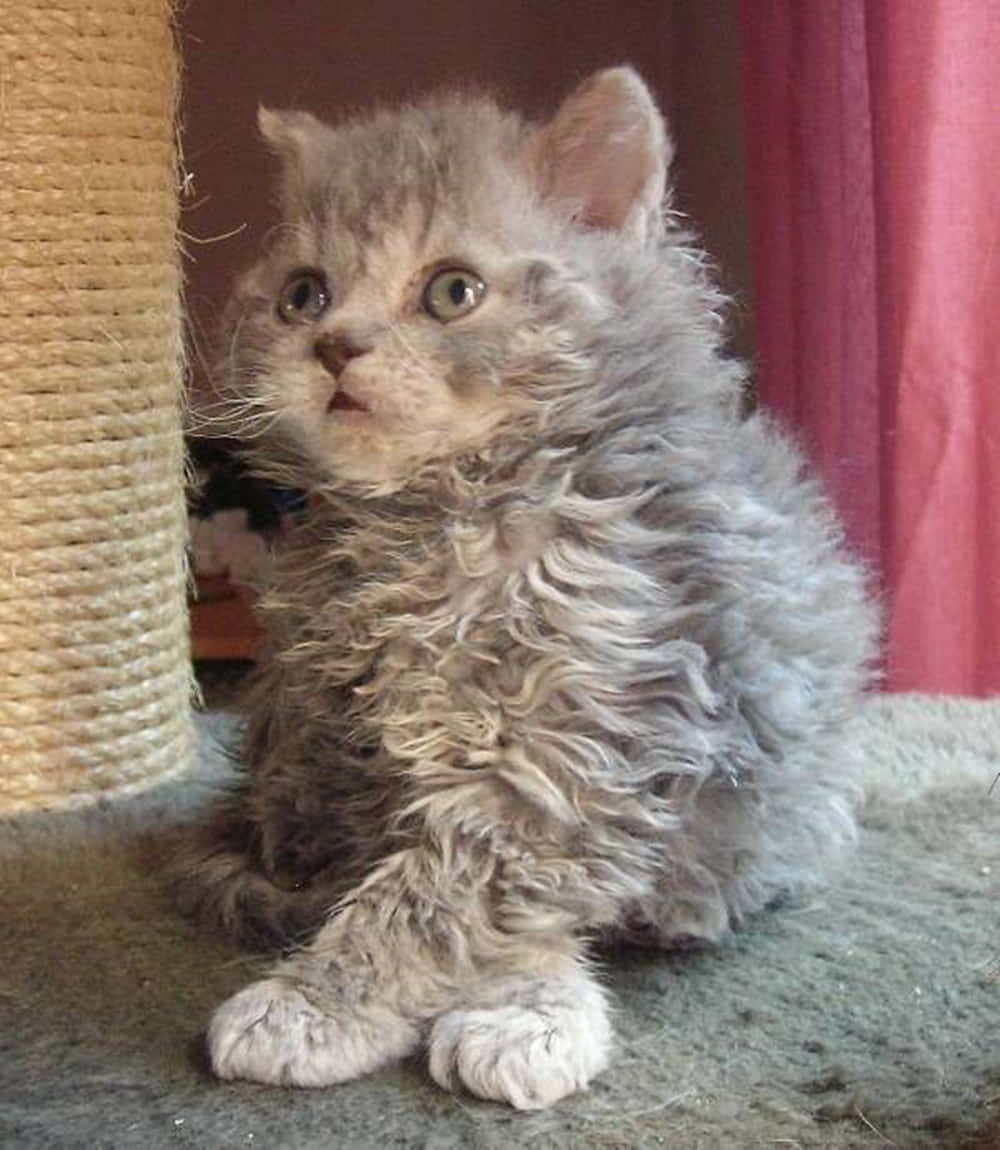 Adorable Brown Selkirk Rex Relaxing On Sofa Wallpaper