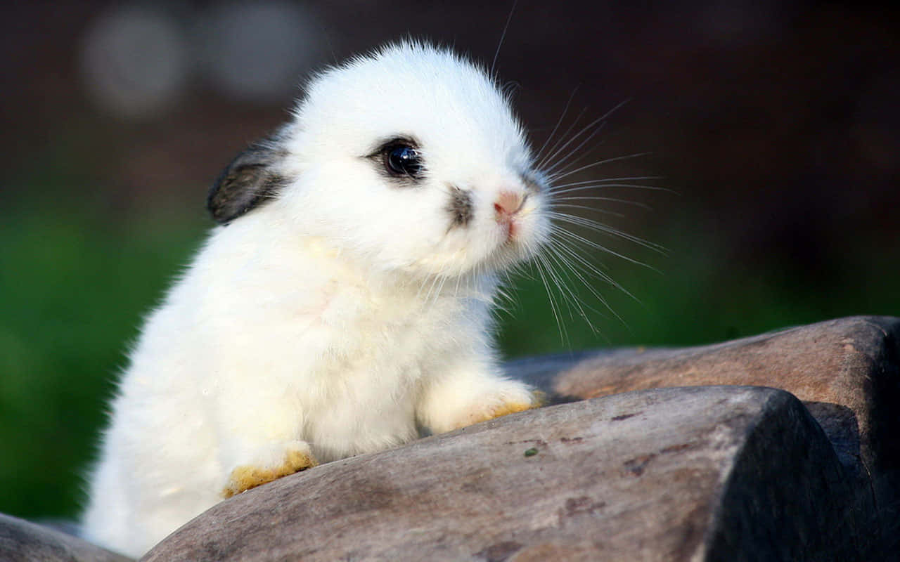 Adorable Bunny Rabbits Eating Vegetables Wallpaper