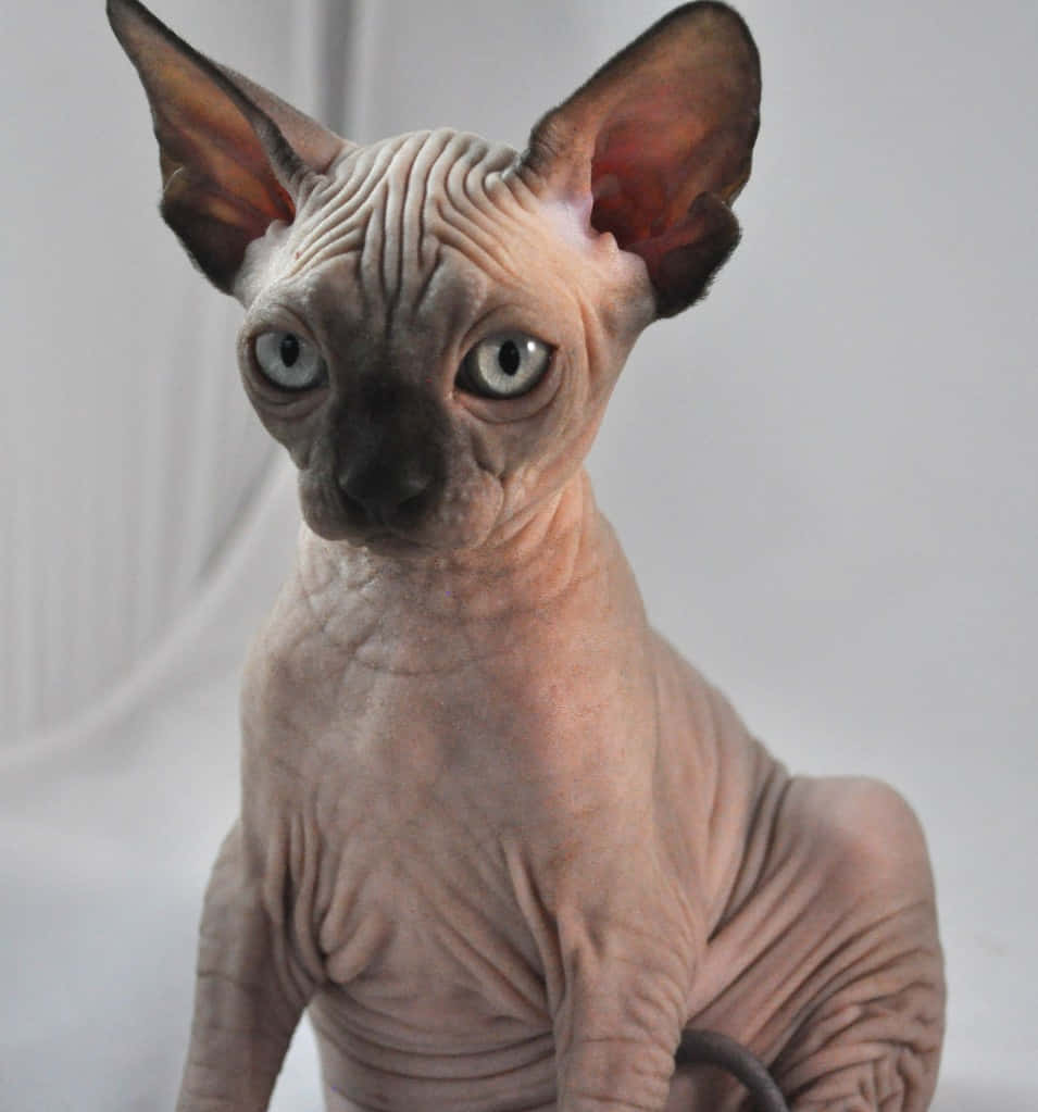 Adorable Canadian Sphynx Cat Sitting On A Cozy Blanket Wallpaper