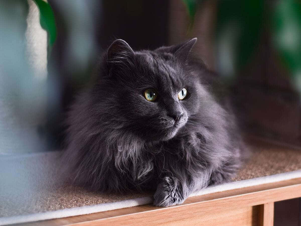 Adorable Chantilly-tiffany Cat Lounging On A Cozy Sofa Wallpaper