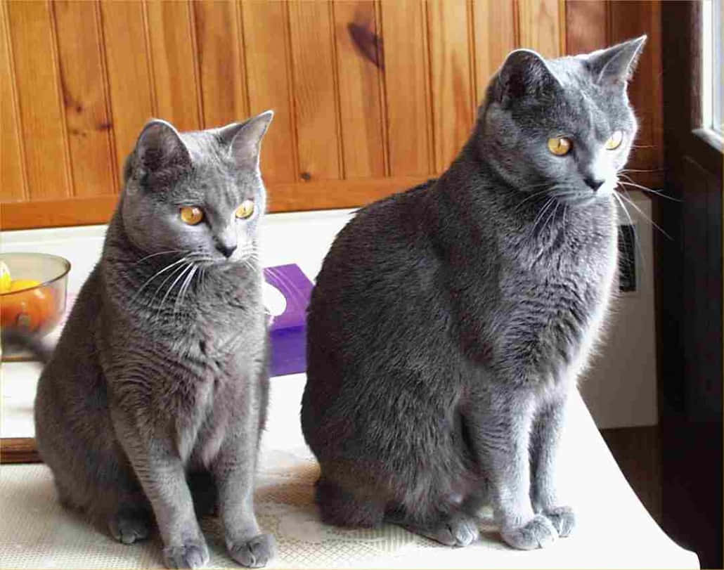 Adorable Chartreux Cat Lounging On A Plush Surface Wallpaper