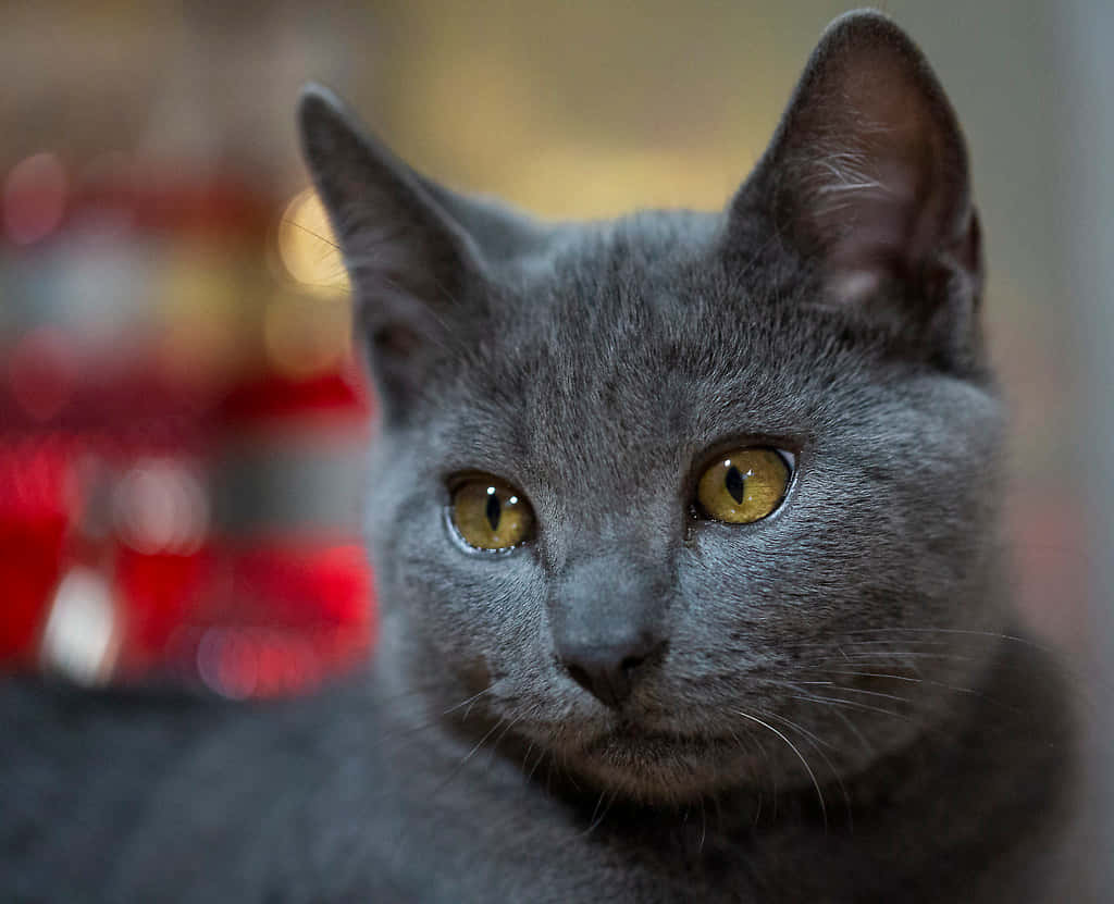 Adorable Chartreux Cat Lounging On The Floor Wallpaper