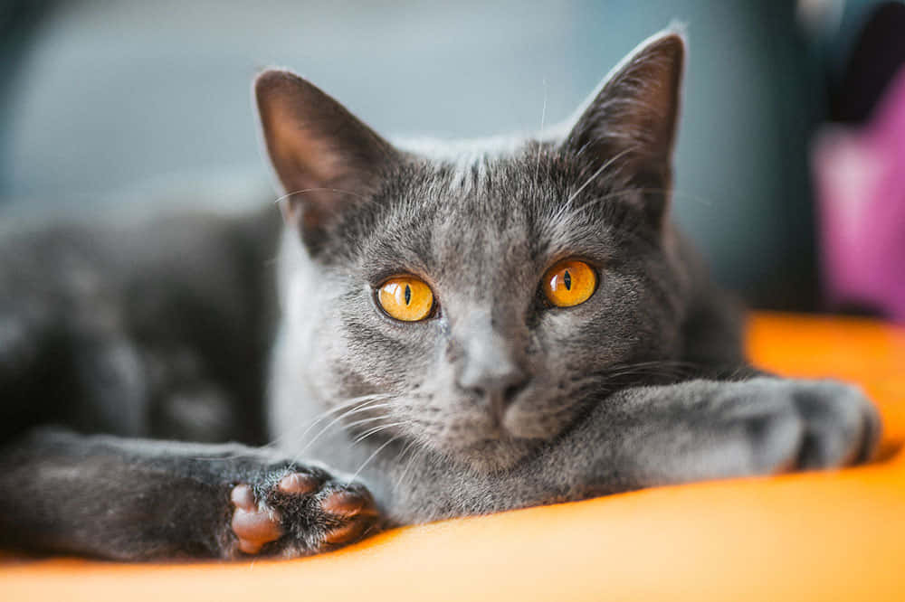 Adorable Chartreux Cat Relaxing On A Cozy Blanket Wallpaper