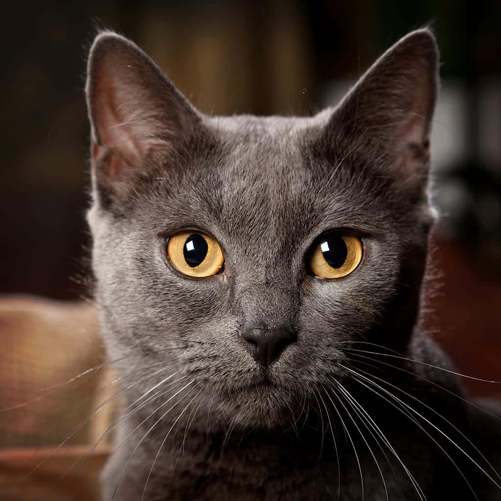 Adorable Chartreux Cat Resting On A Blue Surface Wallpaper