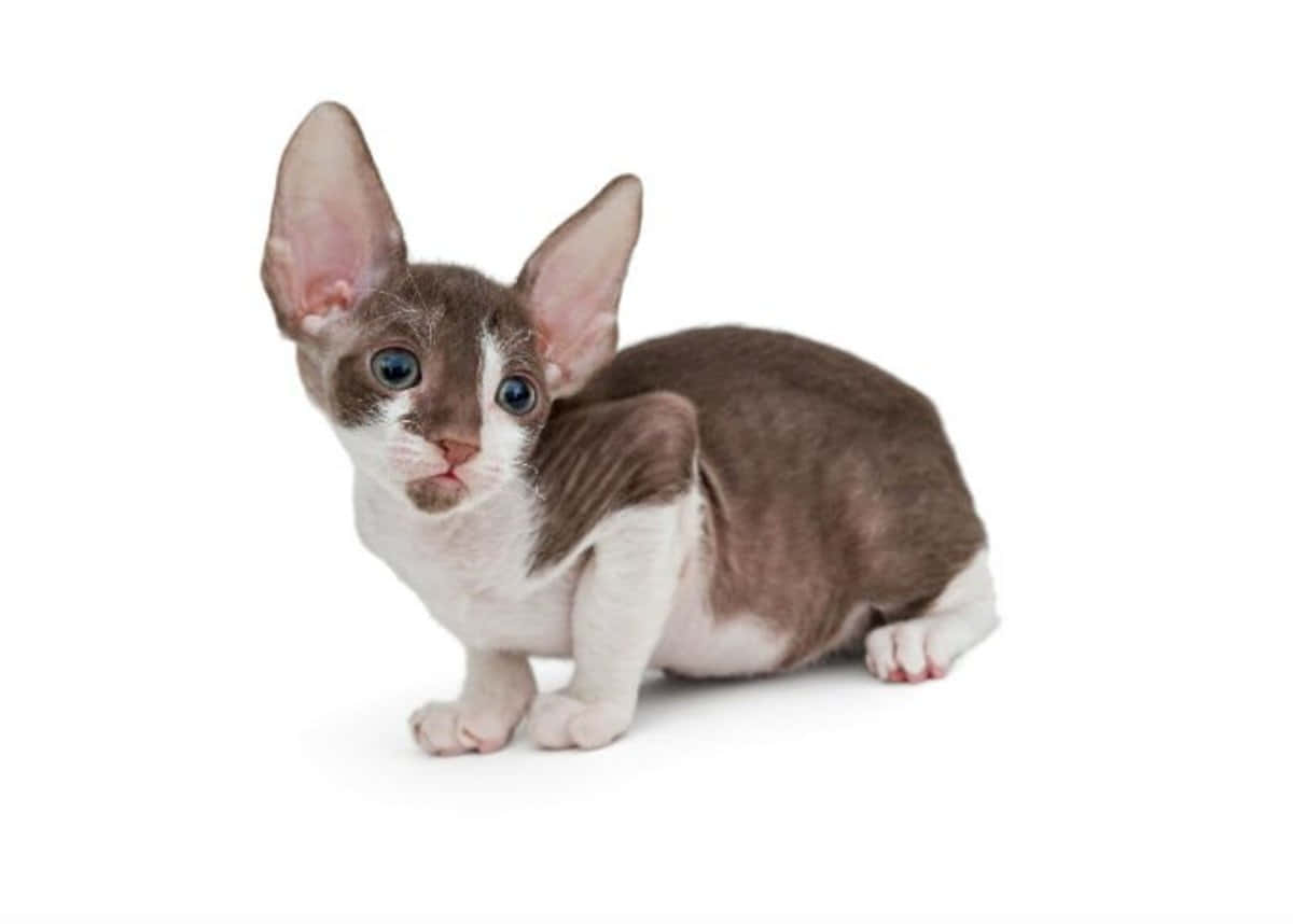 Adorable Cornish Rex Cat Posing Outdoors Wallpaper