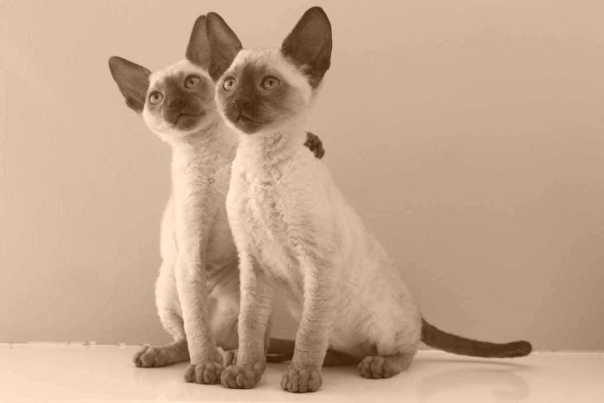 Adorable Cornish Rex Cat Relaxing Indoors Wallpaper