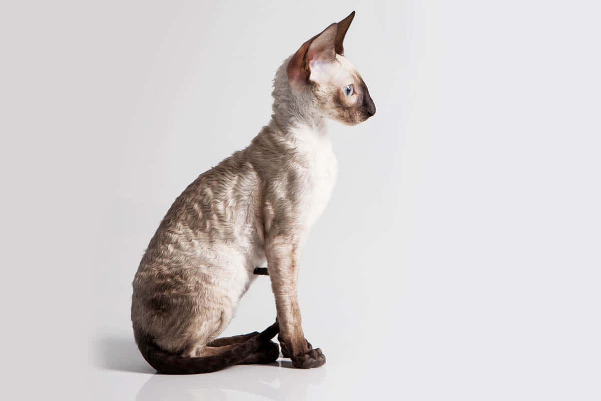 Adorable Cornish Rex Cat Relaxing On The Floor Wallpaper