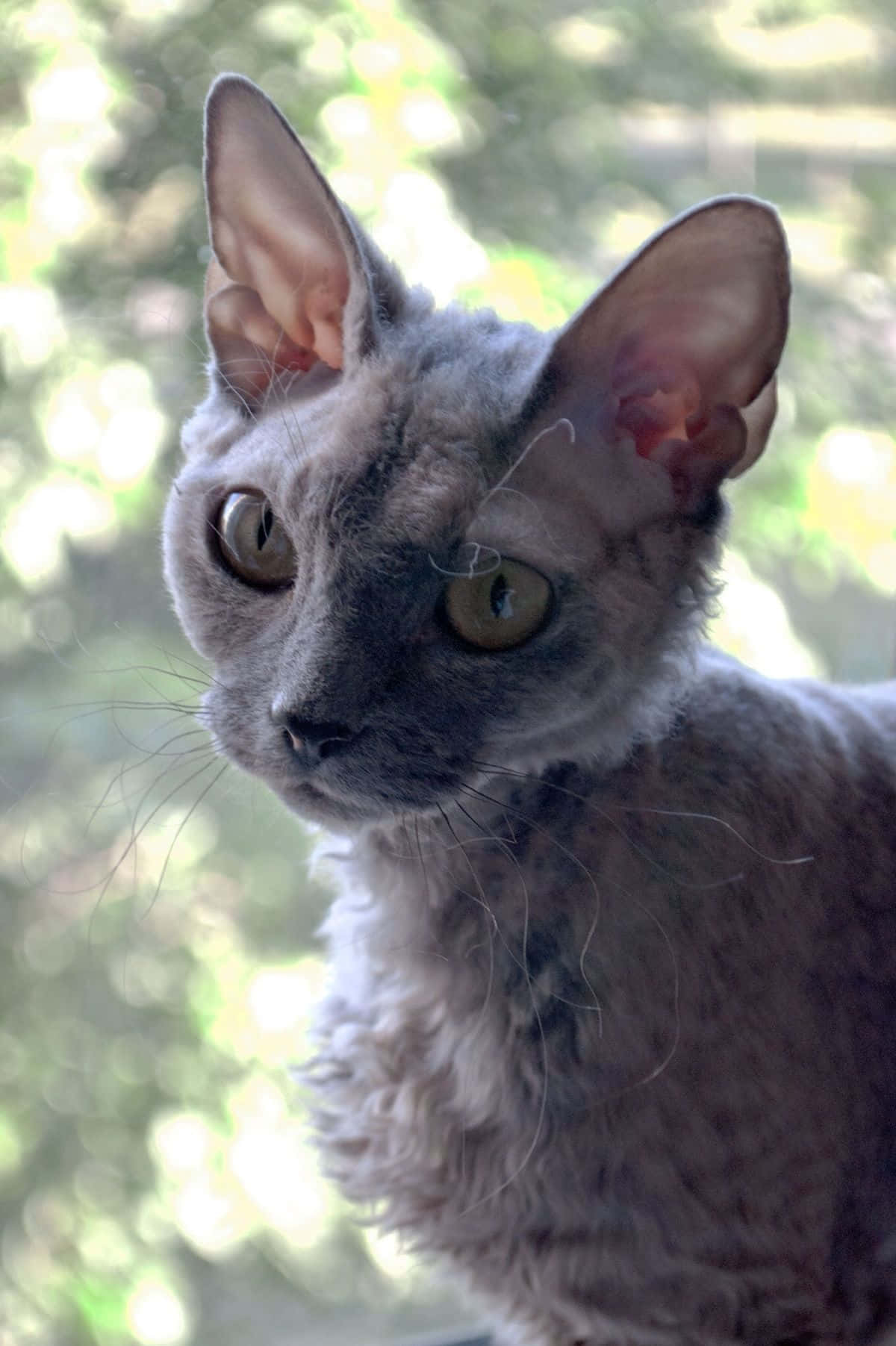 Adorable Devon Rex Cat Lounging On A Couch Wallpaper