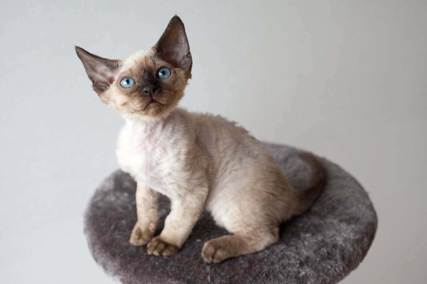 Adorable Devon Rex Cat Lounging On A Wooden Floor Wallpaper