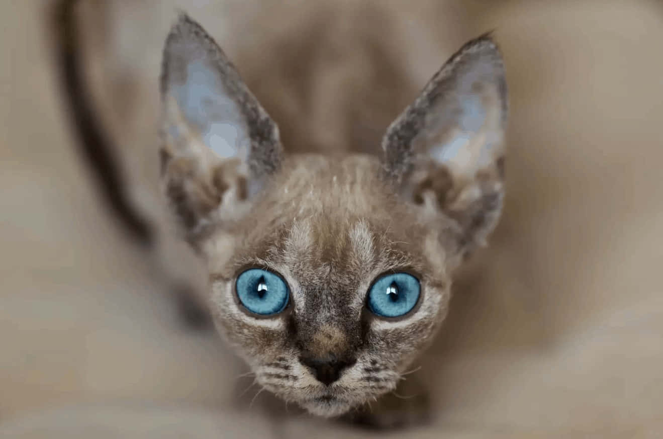 Adorable Devon Rex Cat Relaxing Indoors Wallpaper