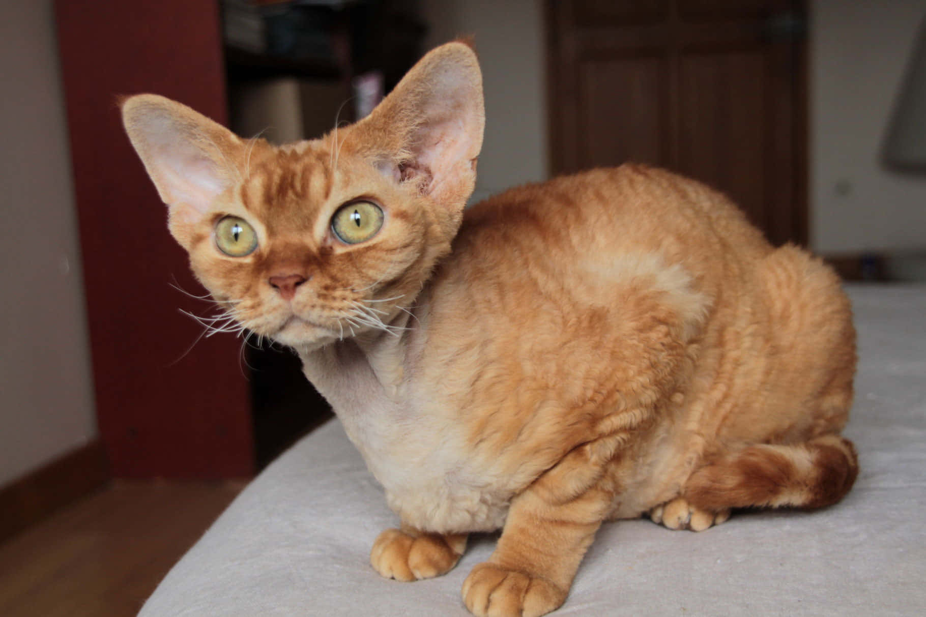 Adorable Devon Rex Cat Relaxing On A Cozy Bed Wallpaper