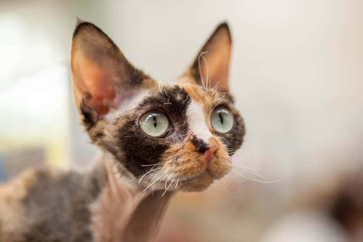 Adorable Devon Rex Cat Resting On A Cozy Blanket Wallpaper