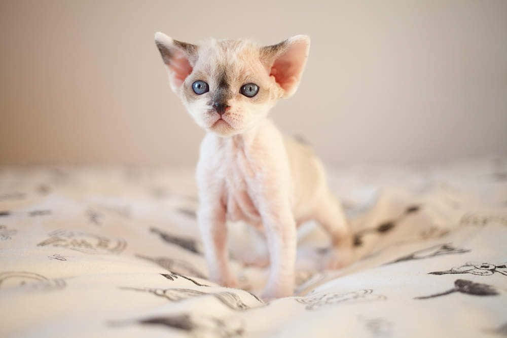 Adorable Devon Rex Cat Sitting With An Inquisitive Gaze Wallpaper