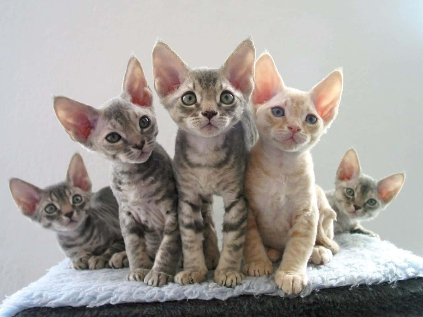 Adorable Devon Rex Perched On A Tree Branch Wallpaper