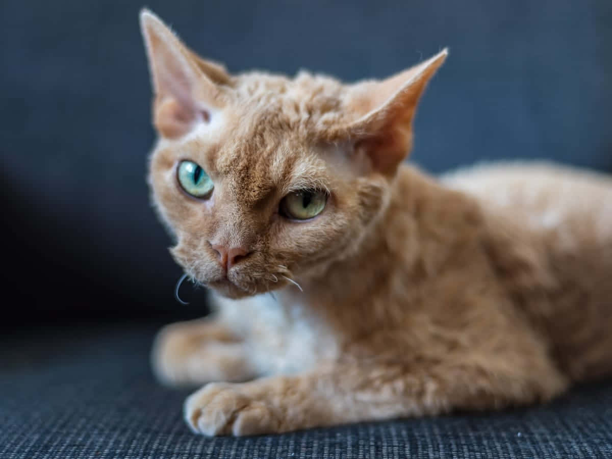 Adorable Devon Rex Relaxing On The Couch Wallpaper