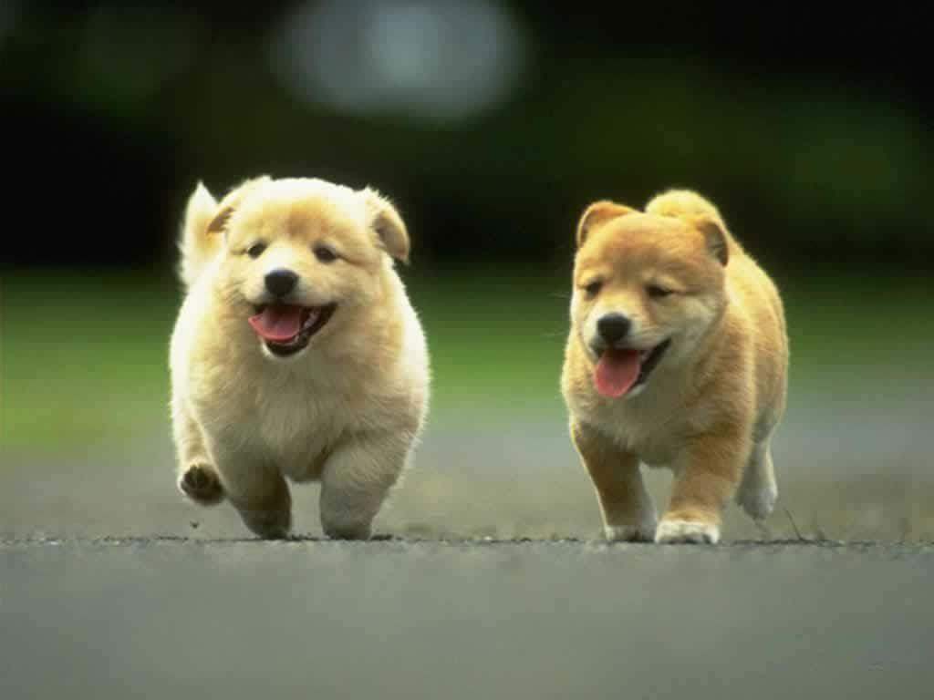 Adorable Dog Breeds Running Wallpaper