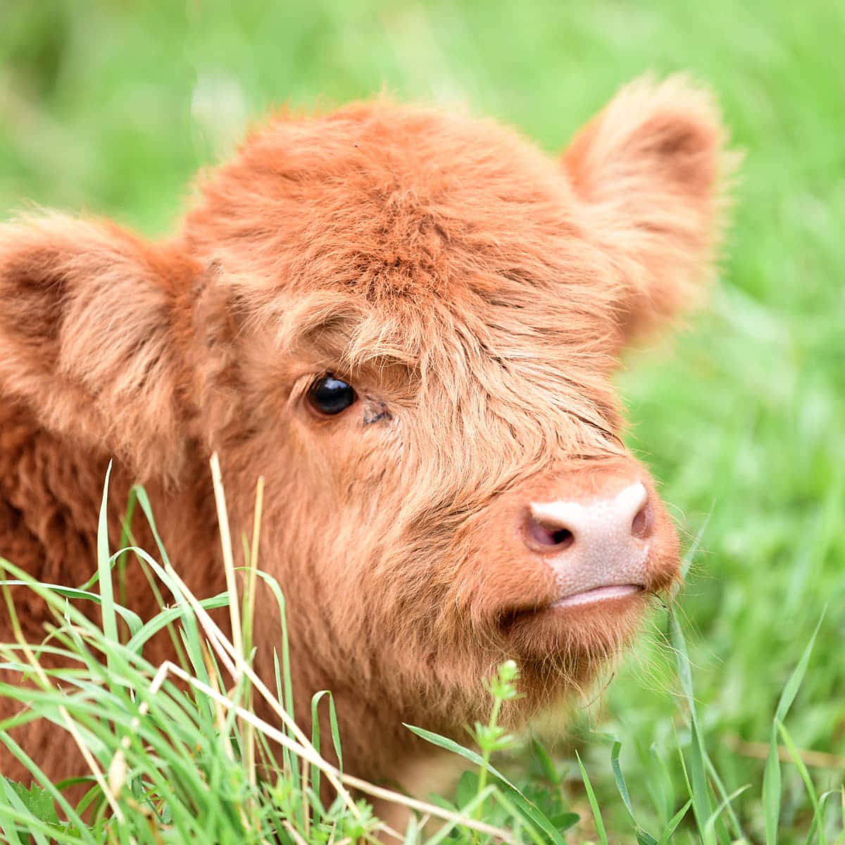 Adorable Fluffy Brown Calf Wallpaper