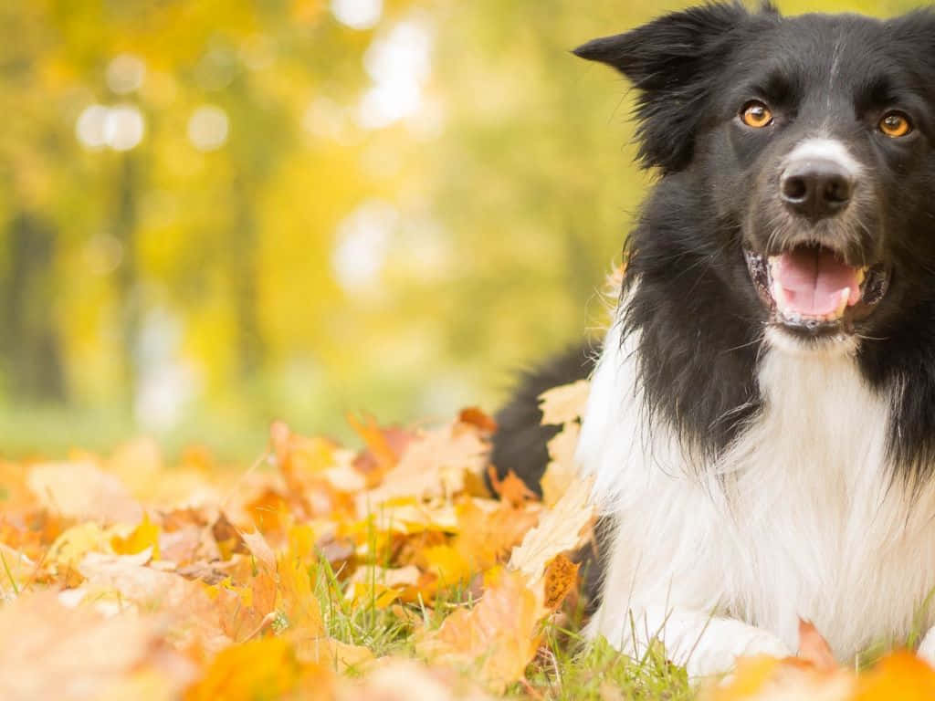 Adorable Fluffy Dog Enjoying Outdoors Wallpaper