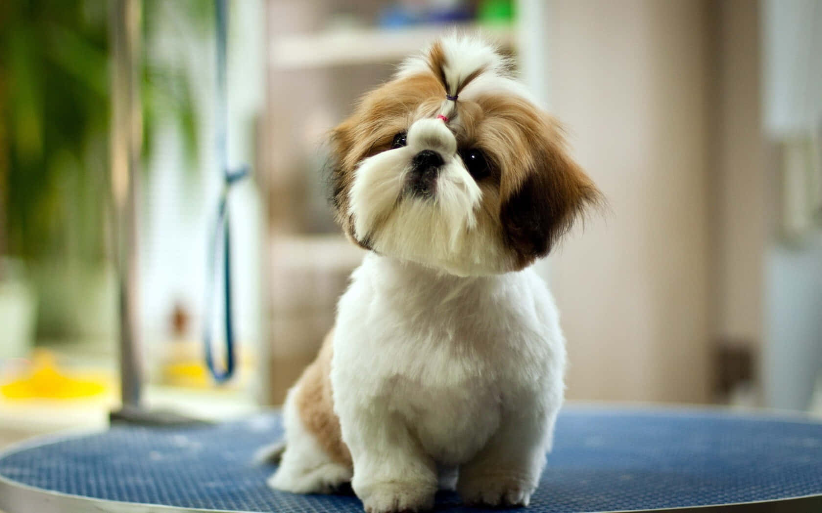 Adorable Fluffy Dog Resting In A Vibrant Field Wallpaper