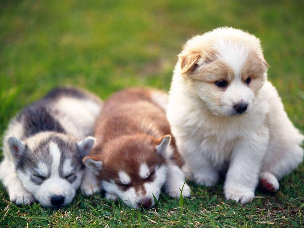 Adorable Fluffy Puppy Enjoying Outdoor Play Wallpaper