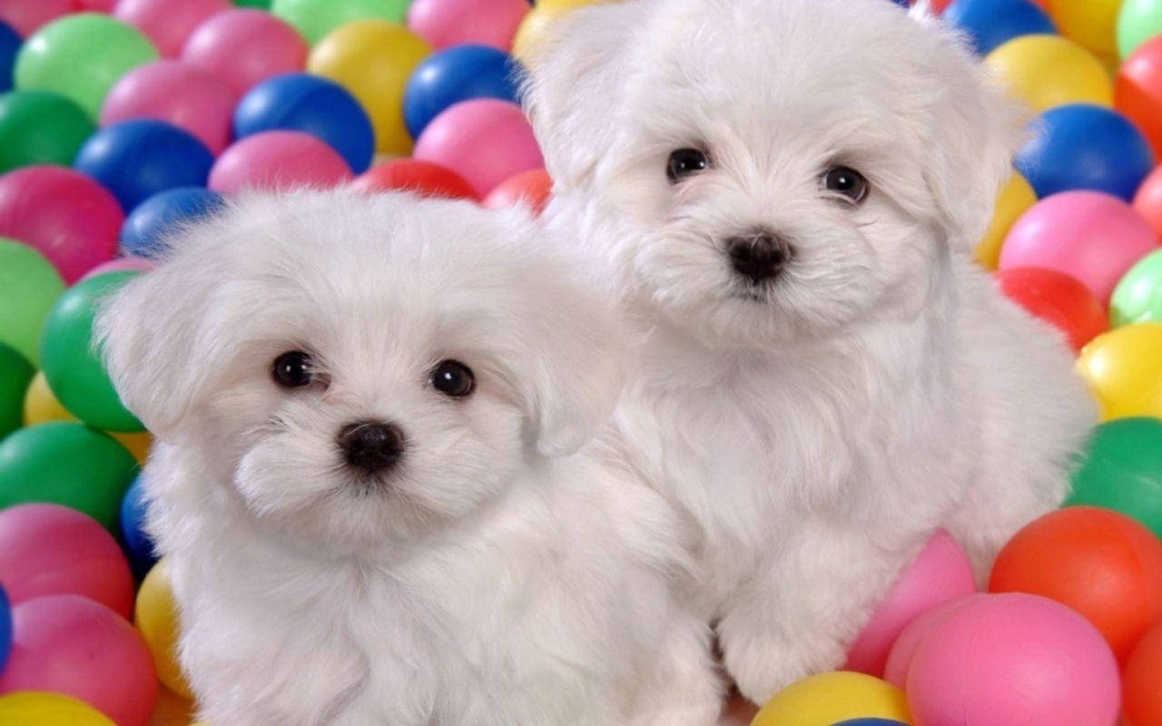 Adorable Fluffy Puppy Expressing Playfulness Wallpaper