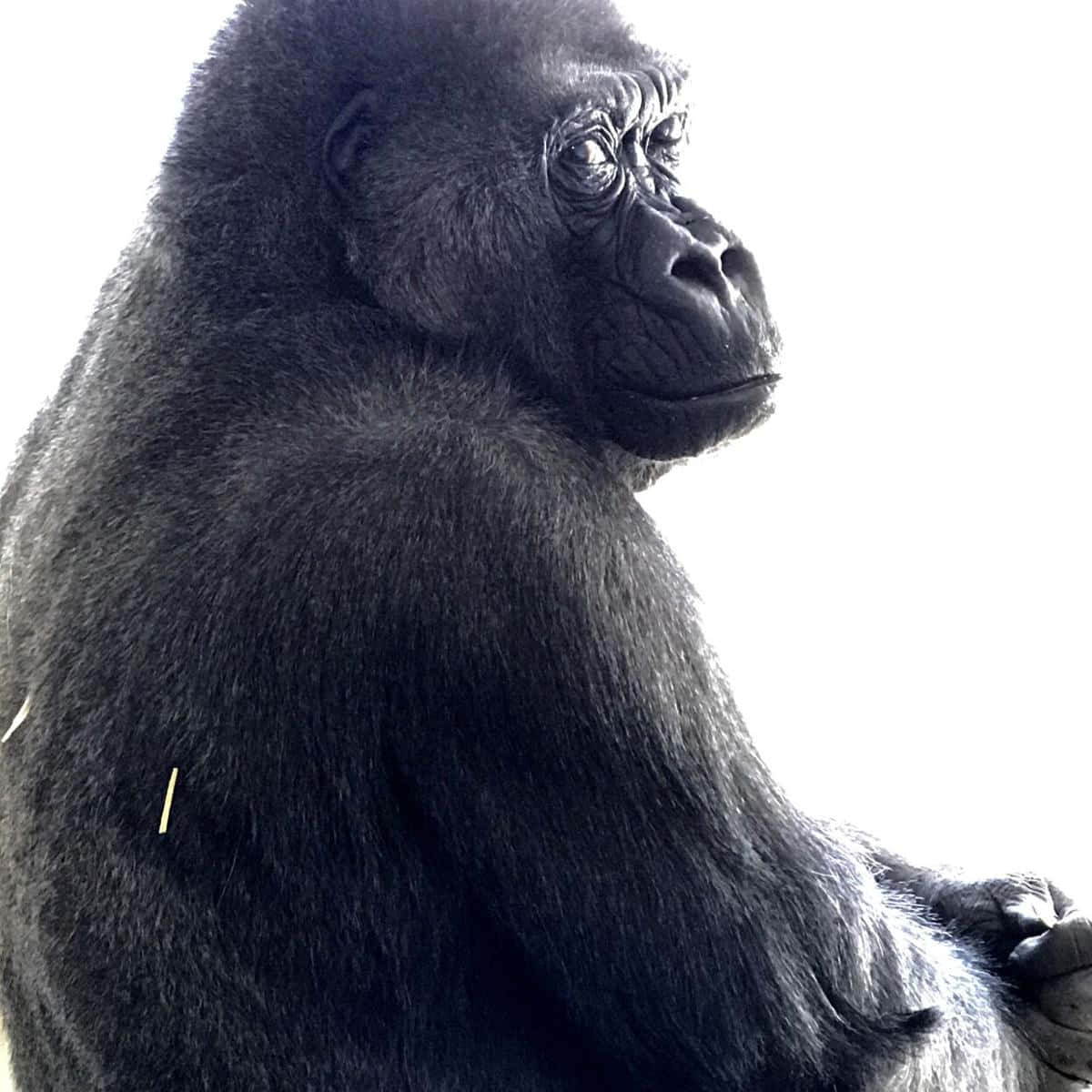 Adorable Gorilla Poses For The Camera Wallpaper