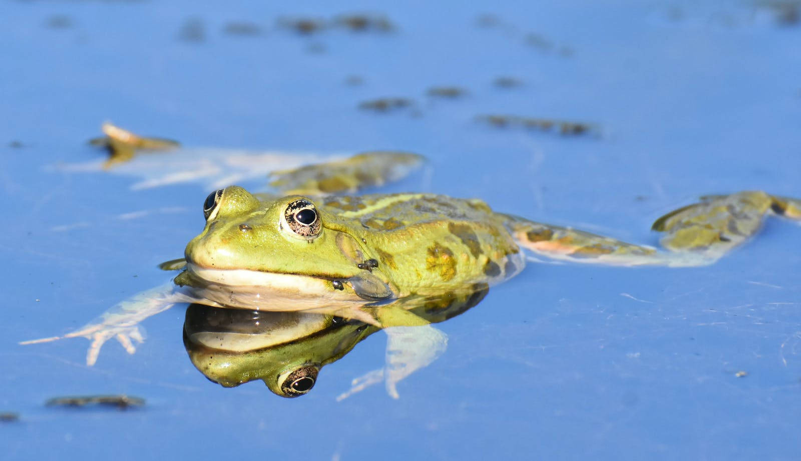 Adorable Green Frog Resting On Leaf Wallpaper