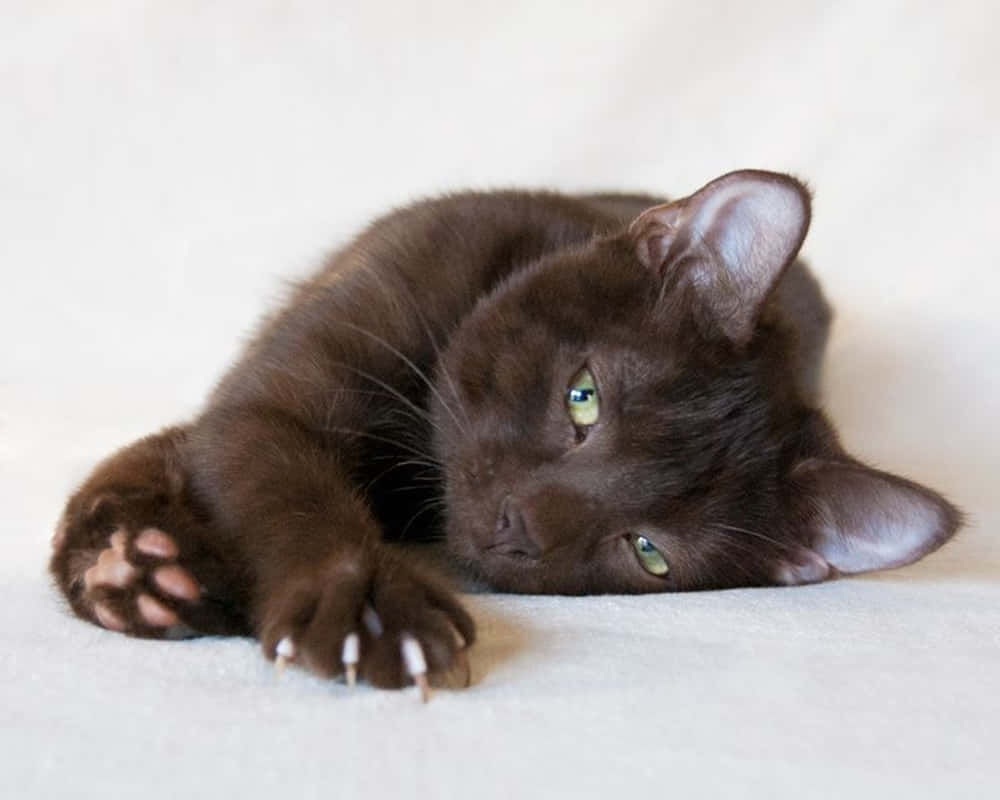 Adorable Havana Brown Cat Relaxing On The Floor. Wallpaper