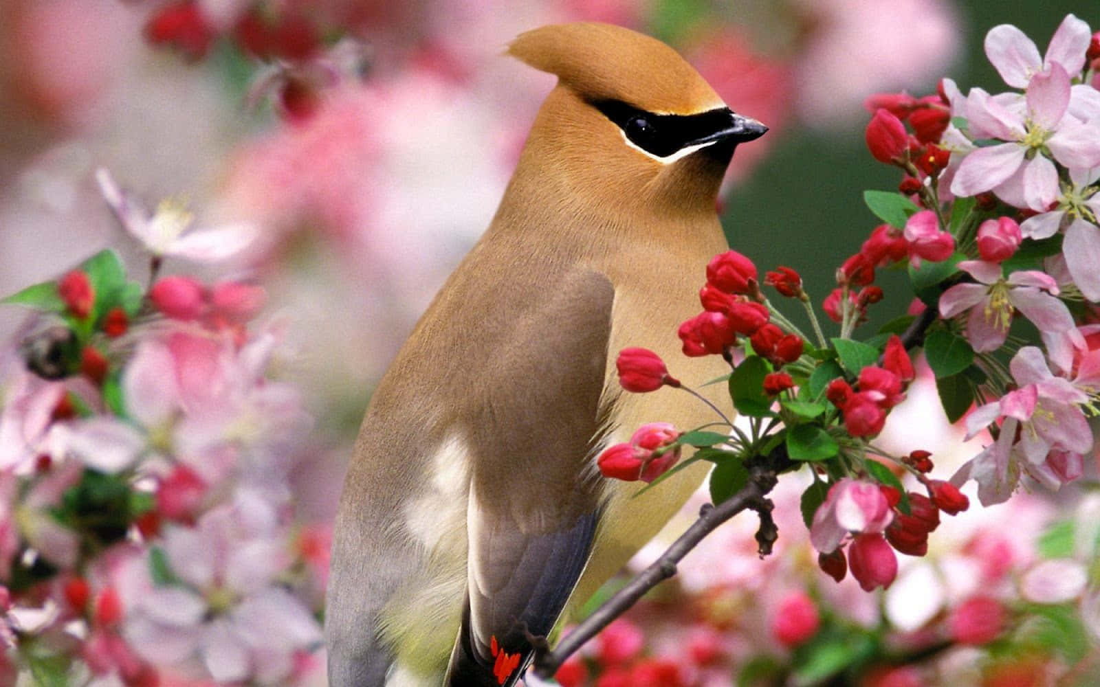 Adorable Kawaii Bird Perched On A Branch Wallpaper