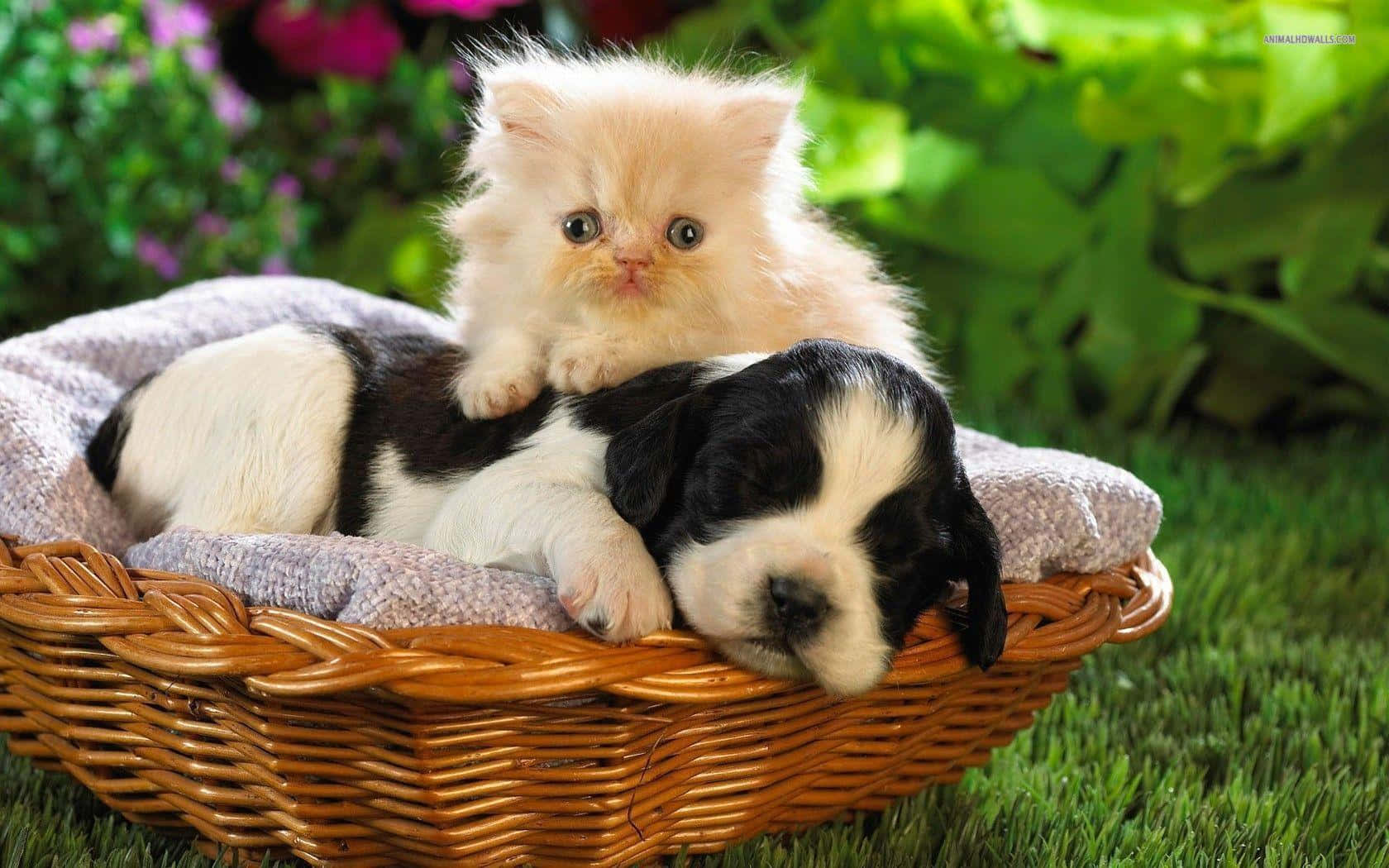 Adorable Kitten And Puppy Cuddle Time Wallpaper